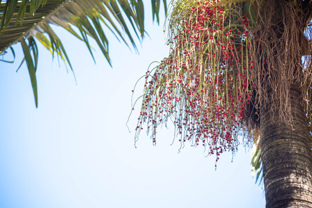 Jeriva tree and fruits (Syagrus romanzoffiana), also called ox-drool, catarrh coconut, coconut tree,...