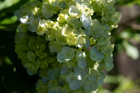 hydrangea plant and flowers (Hydrangea macrophylla)