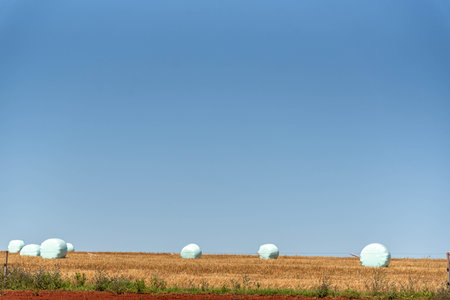 Silage bags in fields of the pampa biome