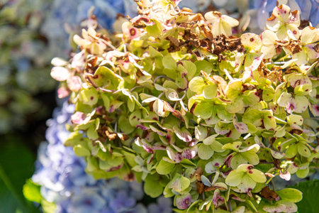Hydrangea macrophylla flowers.