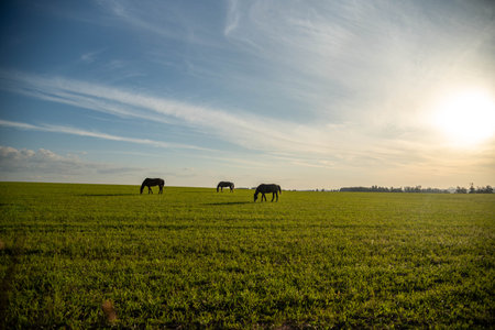 Rural landscape in southern Brazilの写真素材