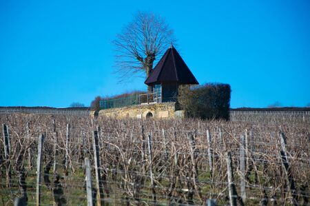 Loneliness Vine Lamartineの写真素材