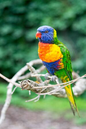 Loris bird birdの写真素材