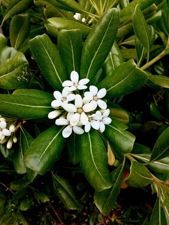 White Pittosporum Flowers on a Shrub Branch
