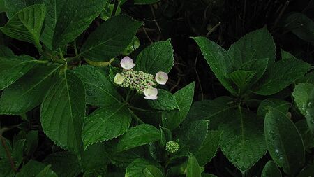 young buds of pink hydrangea inflorescences