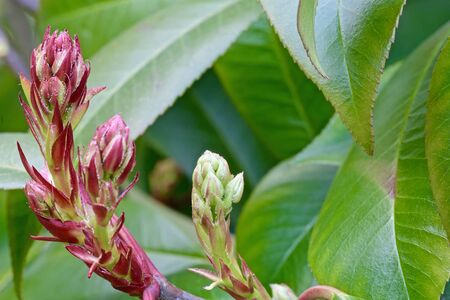 red-green bud with leaves on a branch of an evergreen shrubの写真素材