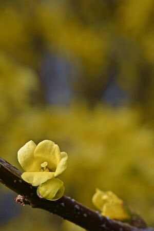 yellow Forsythia flowers on the branches of a bushの写真素材