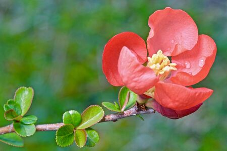 red henomelis flowers on a bush in the open groundの写真素材
