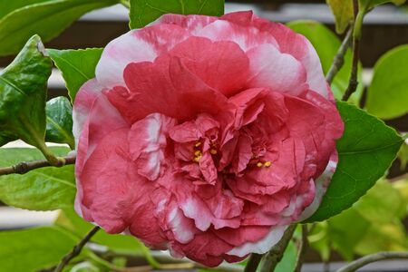 Camellia flowers on branches to close-upの写真素材