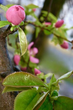 buds of Pseudocydonia sinensis on tree branchesの写真素材