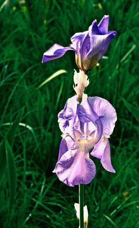 single purple iris flower close-upの写真素材