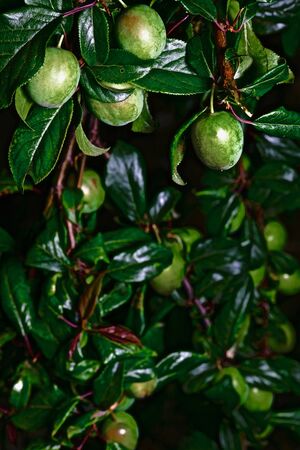 branches with fruits of unripe cherry plum on a dark backgroundの写真素材