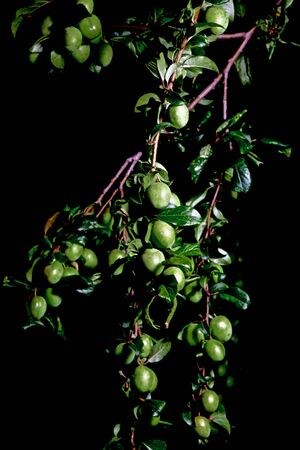 branches with fruits of unripe cherry plum on a dark backgroundの写真素材