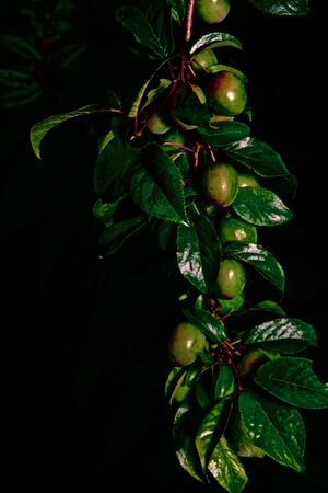 branches with fruits of unripe cherry plum on a dark backgroundの写真素材