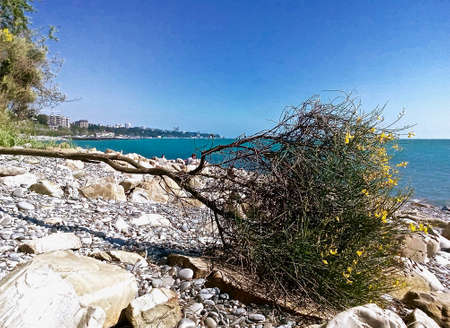 yellow Spartium junceum blooming on the pebble coast