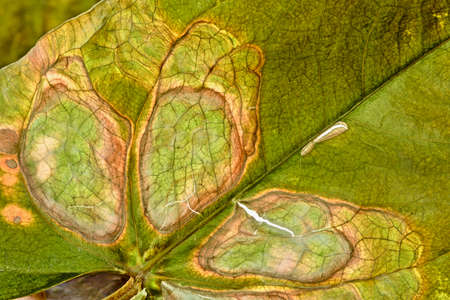 heart-shaped pattern on a leaf of a plantの写真素材