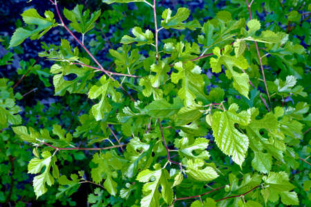fig tree crown with young leaves