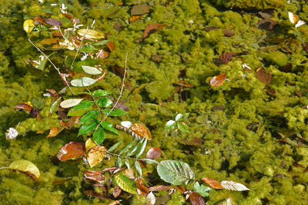 Fallen leaves on the surface of clear water in a river with green algae and a frog
