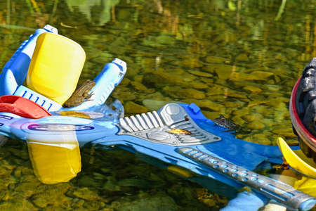 A pond with marsh frogs close-up, green algae and fallen leaves in clear water