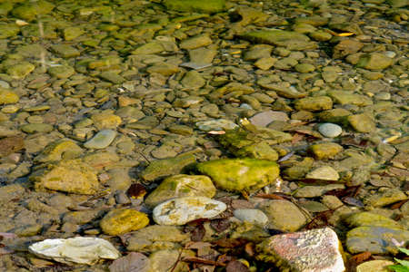 A pond with marsh frogs close-up, green algae and fallen leaves in clear water