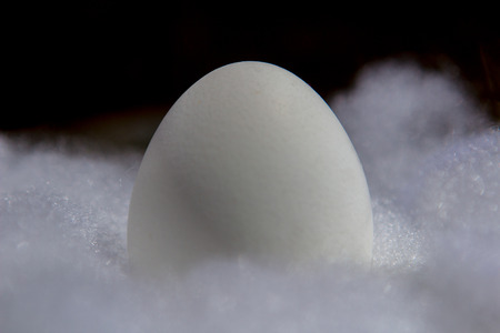 white easter egg on white cotton on a sunny dayの写真素材