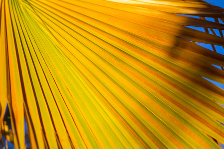 Palm Yellow - Green Tropical leaves background Plant Textureの写真素材