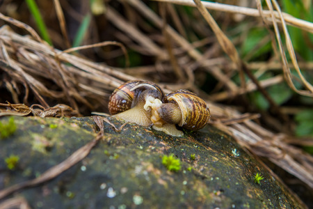 two snails on a stone and grass makes loveの写真素材