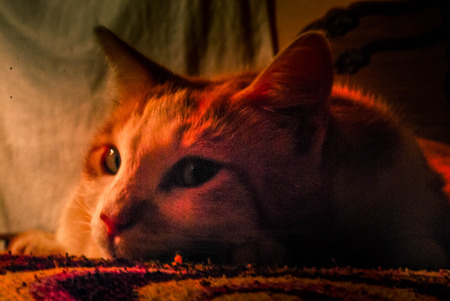 Guanajuato, Gto, MEX - August 2017: Cat Restのeditorial素材