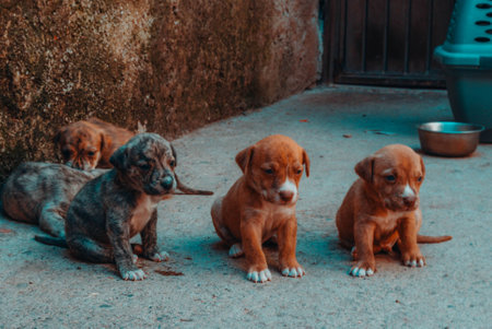 Guanajuato, Gto, MEX - August 2017: doggys in the streetのeditorial素材