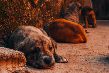 Guanajuato, Gto, MEX - August 2017: doggys in the streetのeditorial素材