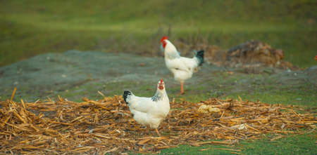 Photo of a hen looking at the camera and a blurred rooster in the background on e green field.