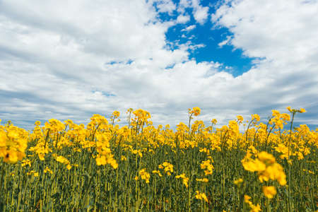 Photo of beautiful rape blooming field during summer time.