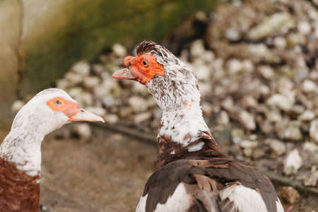 Close up photo of two white ducks with red head looking at the camera on day time.