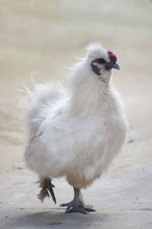 Silkie. Silky. Chinese silk chicken. It is a breed of chicken named for its atypically fluffy plumage.の写真素材