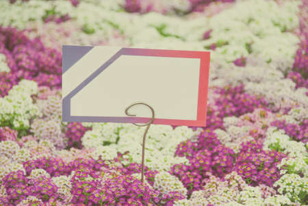 Blurry Alyssum flowers. Alyssum in sweet mixed colors. Alyssum in a black tray on wood table, in a dense grounding in a greenhouse.の写真素材
