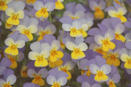 Yellow and Blue Flower Pansies closeup of colorful pansy flower, pot plant.