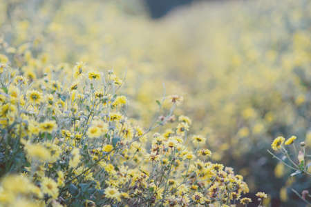 Yellow chrysanthemum flowers, chrysanthemum in the garden. Blurry flower for background, colorful...