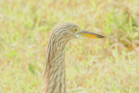 The Chinese pond heron is an East Asian freshwater bird of the heron family. It is one of six species of birds known as "pond herons".の写真素材