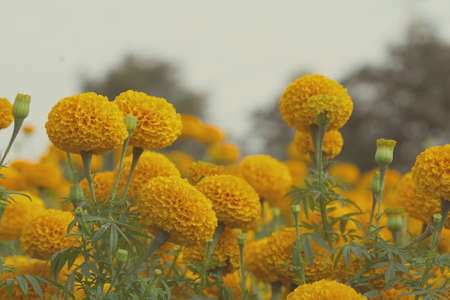 Orange Marigolds flower fields, selective focusの写真素材