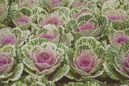 Ornamental cabbage in a botanical garden, flowers, and plants, environment, cut flowersの写真素材