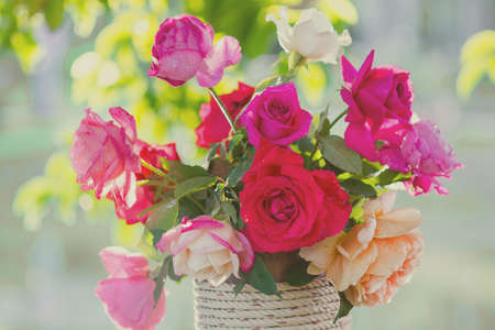 Rose and warm light in garden background , beautiful moments of love and happy life.の写真素材
