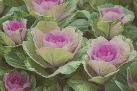 Ornamental cabbage in botanical garden, flowers and plants, environment, cut flowers.の写真素材