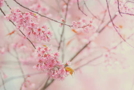 Cherry Blossom in spring with soft focus, unfocused blurred spring cherry bloom, bokeh flower...