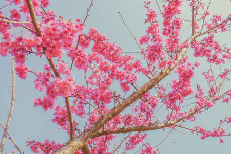 Pink Cherry Blosssom with blue sky
