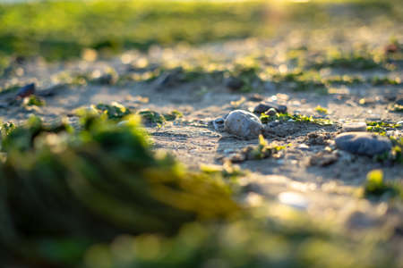 Green seaweed puddle and stones on the beachの写真素材