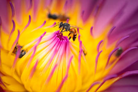 Nature of flower and bee in garden using as background natural cover pageの写真素材