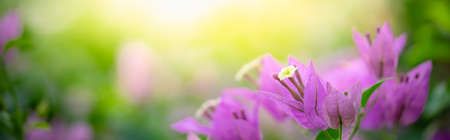 Nature of flower in garden using as cover page background natural flora wallpaper or template brochure landing page designの写真素材