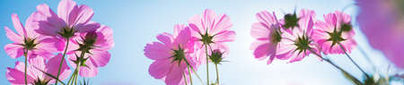 Nature of flower in garden using as cover page background natural flora wallpaper or template...