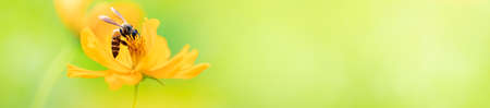 Nature of flower and bee in garden using as background natural cover page