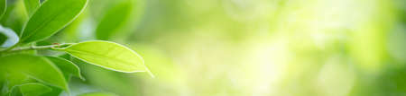 Nature of green leaf in garden at summer. Natural green leaves plants using as spring background cover page greenery environment ecology wallpaperの写真素材